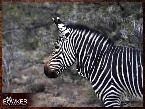 African Safari 5 Mountain Zebra