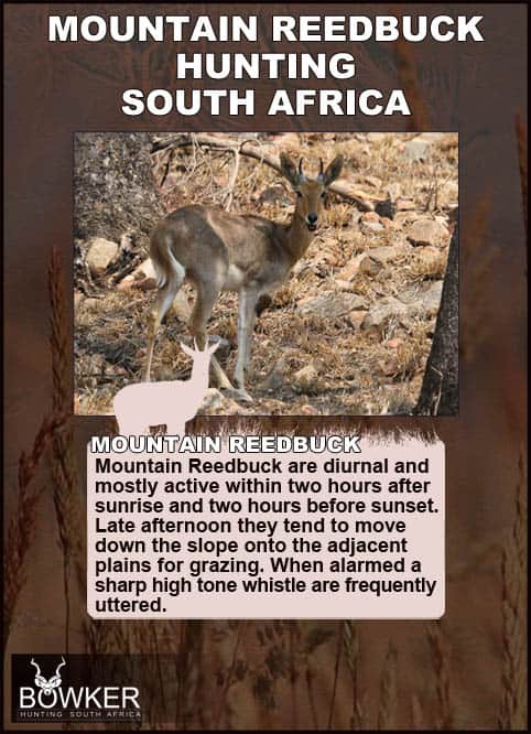 Mountain Reedbuck Hunting - About Reedbuck Hunts 37 Mountain reedbuck activity and movements.