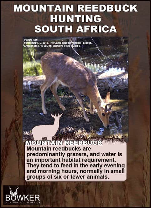 Mountain Reedbuck Hunting - About Reedbuck Hunts 36 Mountain Reedbuck drinking. They tend to feed in the early morming.