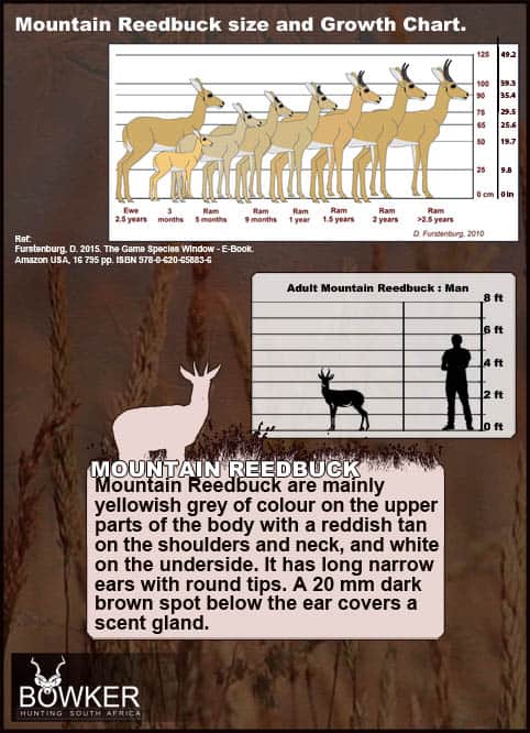 Mountain Reedbuck Hunting - About Reedbuck Hunts 43 Mountain Reedbuck Size and growth chart.