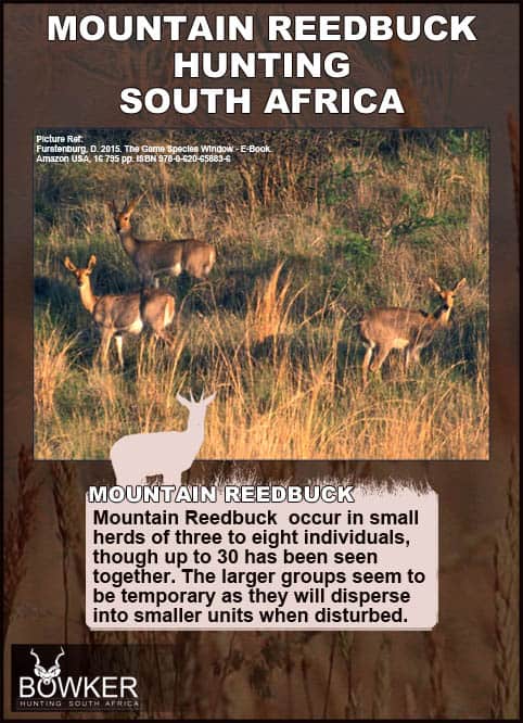 Mountain Reedbuck Hunting - About Reedbuck Hunts 35 Mountain Reedbuck family herd.