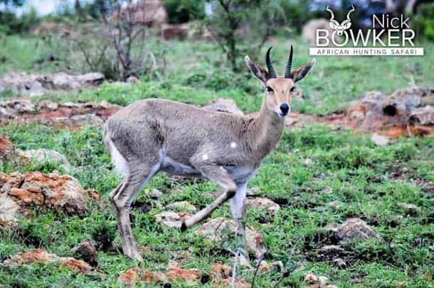 Shot placement should be on the bottom third of the shoulder for mountain reedbuck hunting. Mountain Reedbuck shot placement