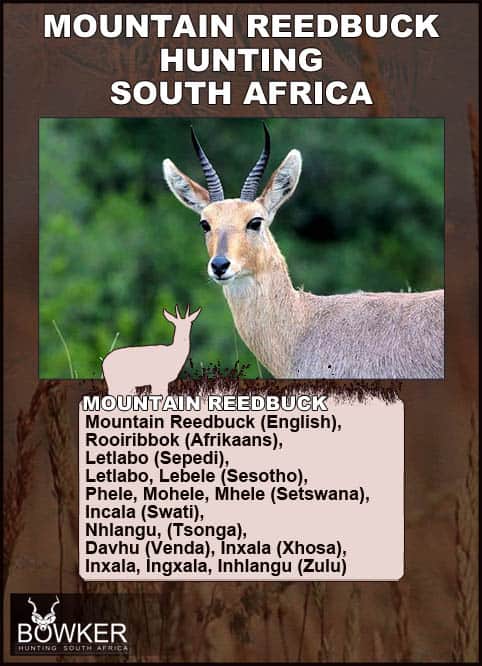 Mountain Reedbuck Hunting - About Reedbuck Hunts 34 Mountain Reedbuck local African names.