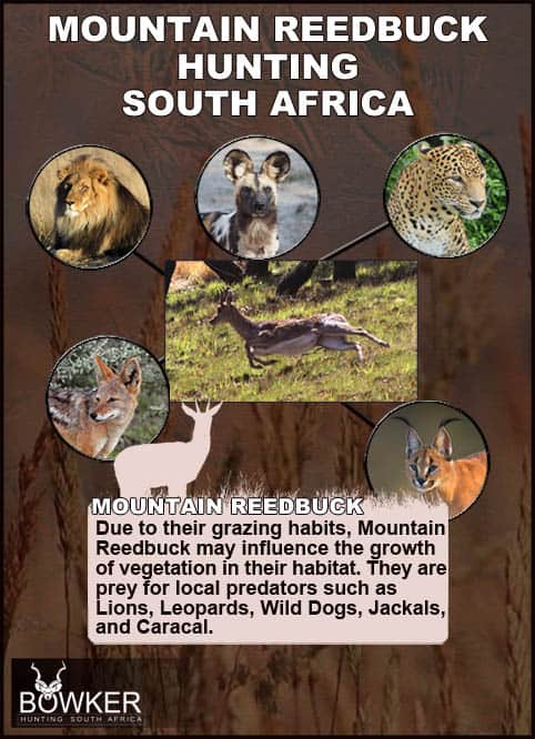 Mountain Reedbuck Hunting - About Reedbuck Hunts 39 Mountain Reedbuck predators include the Lynx.