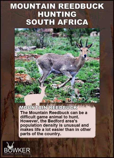 Mountain Reedbuck Hunting - About Reedbuck Hunts 40 Mountain Reedbuck shot placement.