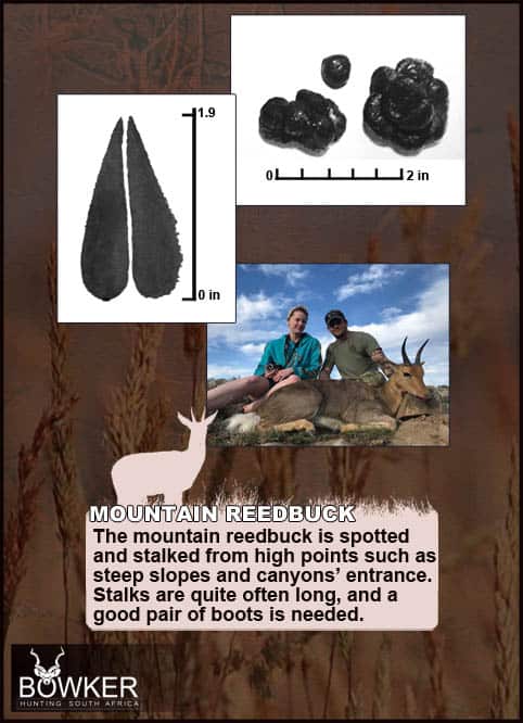 Mountain Reedbuck Hunting - About Reedbuck Hunts 42 Mountain Reedbuck tracks and droppings.