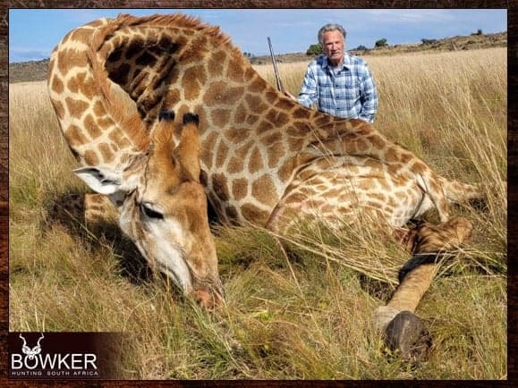Hunt in South Africa - A Guide to South African Hunting Safaris 22 Giraffe hunting in the Northern Cape.