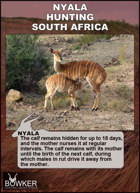 Nyala Hunting - All You Need to know about Nyala Hunts 40 Calf and cow