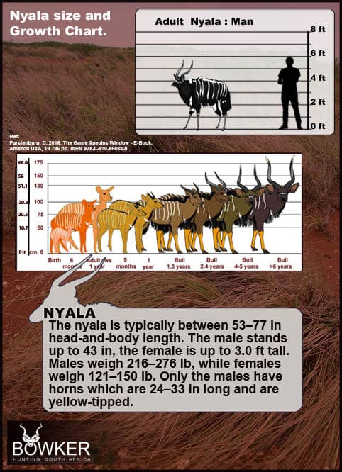 Nyala Hunting - All You Need to know about Nyala Hunts 37 Nyala development over time.