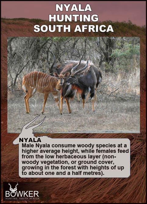 Nyala Hunting - All You Need to know about Nyala Hunts 39 Nyala diet is varied.