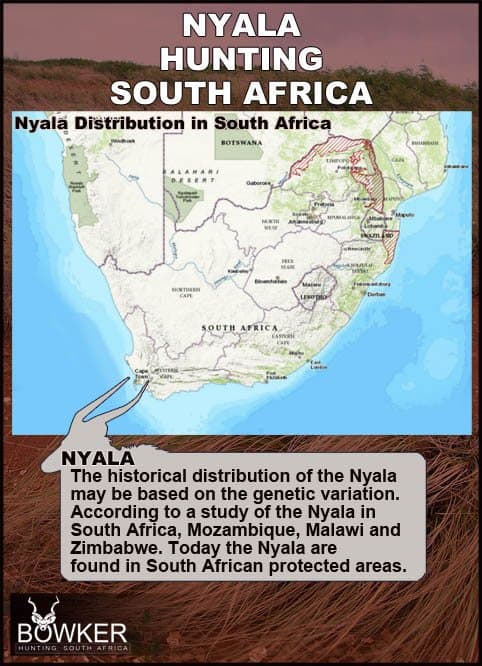 Nyala Hunting - All You Need to know about Nyala Hunts 41 Distribution in South Africa.