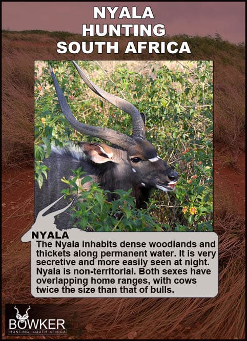 Nyala Hunting - All You Need to know about Nyala Hunts 34 Nyala live in dense brush.
