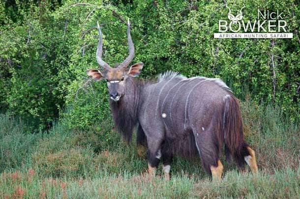 Shot placement should be on the bottom third of the shoulder for nyala hunting. Shot placement should be on the bottom third of the shoulder for nyala hunting.