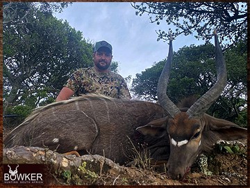 Trophy Hunting South Africa 67 Nyala hunting in Africa.