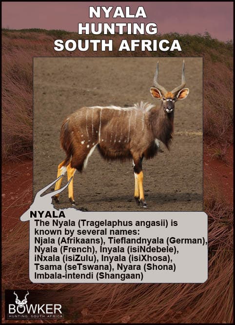 Nyala Hunting - All You Need to know about Nyala Hunts 35 Nyala names in African languages.