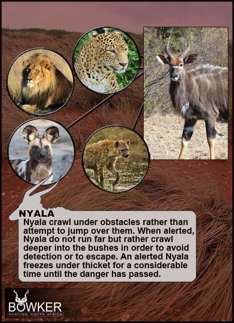 Nyala Hunting - All You Need to know about Nyala Hunts 38 Predators of the nyala include wild dog.