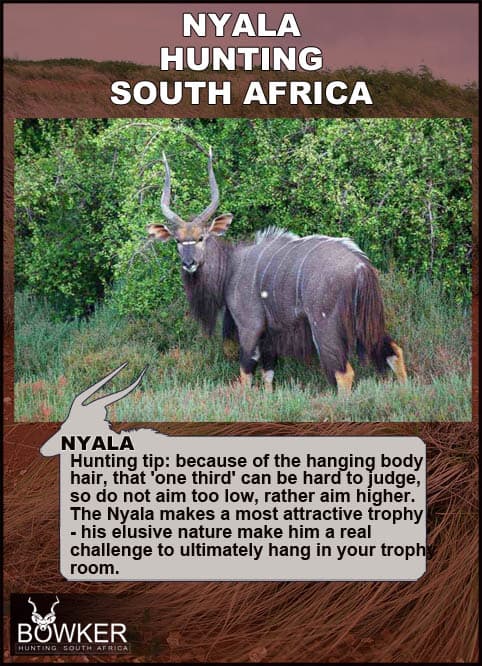 Nyala Hunting - All You Need to know about Nyala Hunts 36 Shot placement for hunting nyala.