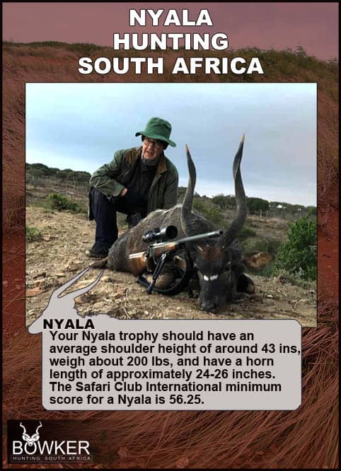 Nyala Hunting - All You Need to know about Nyala Hunts 42 Nyala hunting in South Africa.