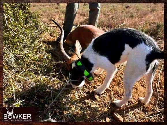 Best Dog Breeds for African Hunting - Your Plains Game Hunt Companion 3 Dog breeds for African hunting. Black Jack, the parson's terrier