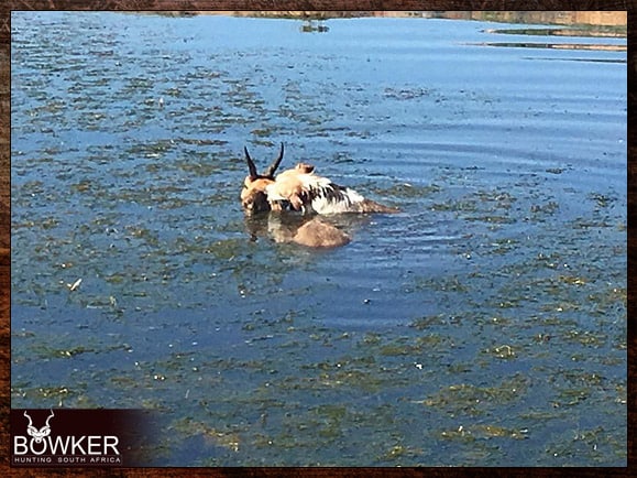 Best Dog Breeds for African Hunting - Your Plains Game Hunt Companion 8 Parsons Terrier is chasing a reedbuck into the water.