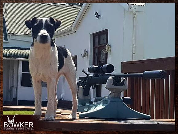 Best Dog Breeds for African Hunting - Your Plains Game Hunt Companion 4 Parson Terrier on shooting bench.