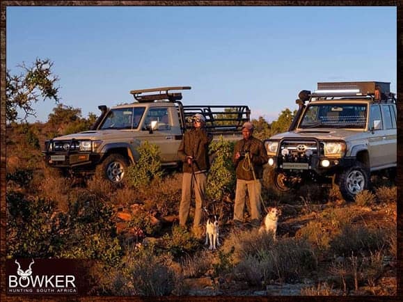 Best Dog Breeds for African Hunting - Your Plains Game Hunt Companion 5 Parsons terriers with hunting vehicles in the background.