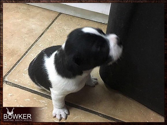 Best Dog Breeds for African Hunting - Your Plains Game Hunt Companion 6 Parson Terrier puppy.