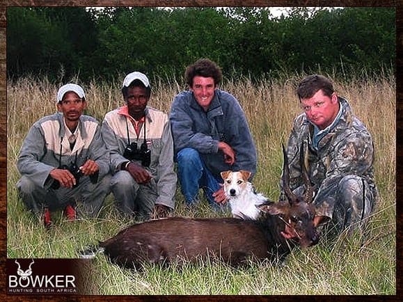 Best Dog Breeds for African Hunting - Your Plains Game Hunt Companion 7 Parson terrier on a bushbuck hunt.