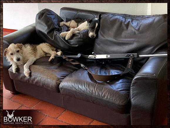 Best Dog Breeds for African Hunting - Your Plains Game Hunt Companion 2 Parsons Terriers is on the couch with Rifle.