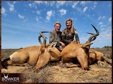 Red Hartebeest trophy. Red Hartebeest plains game hunt.