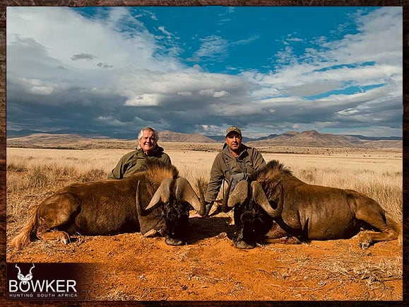 Blue Wildebeest on the plains. Wildebeest can be hunted in Africa, however, the client must be under supervision by a licensed professional hunter. Also, the hunt is to be hosted by a licensed professional outfitter. Planning your african hunting trip.