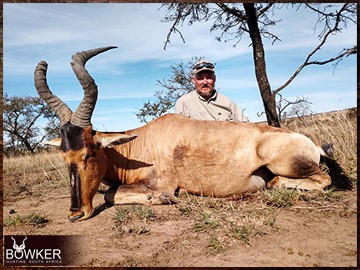 Trophy Hunting South Africa 220 Red Hartebeest rifle hunted in Africa.