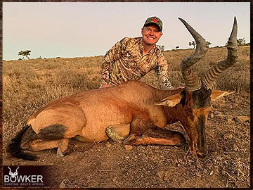 Trophy Hunting South Africa 217 Red Hartebeest hunted in 2023.