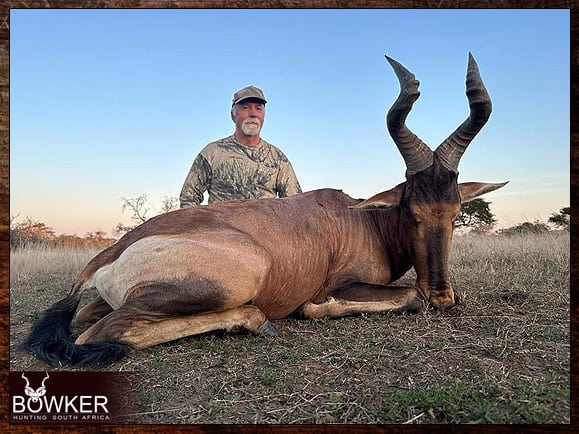 African safari hunt for Red Hartebeest.