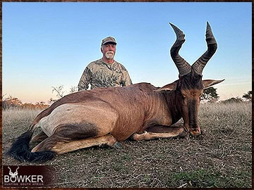 Trophy Hunting South Africa 218 Red Hartebeest rifle hunted in Africa.