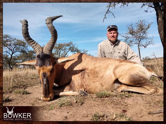 Red Hartebeest Hunting - All You Need to Know About Hartebeest Hunts 6 Trophy hunted with Nick Bowker.