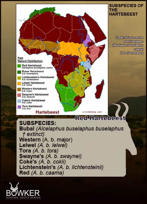 Red Hartebeest Hunting - All You Need to Know About Hartebeest Hunts 33 Sub species distribution across Africa.