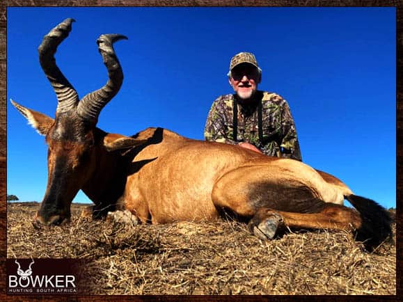 Red Hartebeest Hunting - All You Need to Know About Hartebeest Hunts 10 Red hartebeest trophy shot in South Africa.
