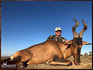 Trophy Hunting South Africa 202 Red Hartebeest hunted safari style.