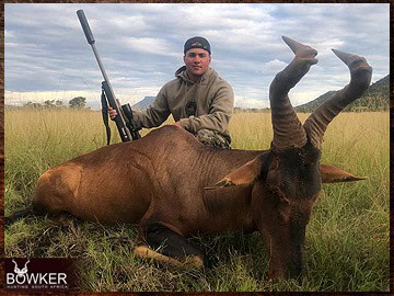 Trophy Hunting South Africa 205 Red Hartebeest hunted safari style.