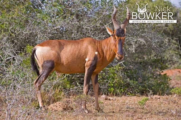 Shot placement should be on the bottom third of the shoulder for red hartebeest hunting Shot placement should be on the bottom third of the shoulder for red hartebeest hunting