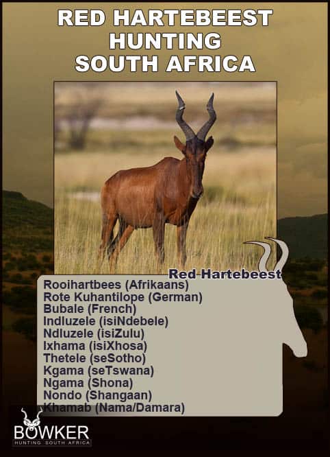 Red Hartebeest Hunting - All You Need to Know About Hartebeest Hunts 25 Red Hartebeest local names in Africa