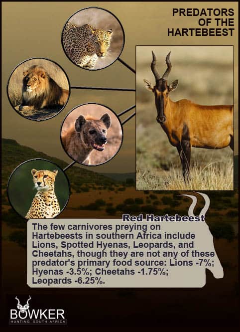 Red Hartebeest Hunting - All You Need to Know About Hartebeest Hunts 27 Predators that prey on Red Hartebeest.