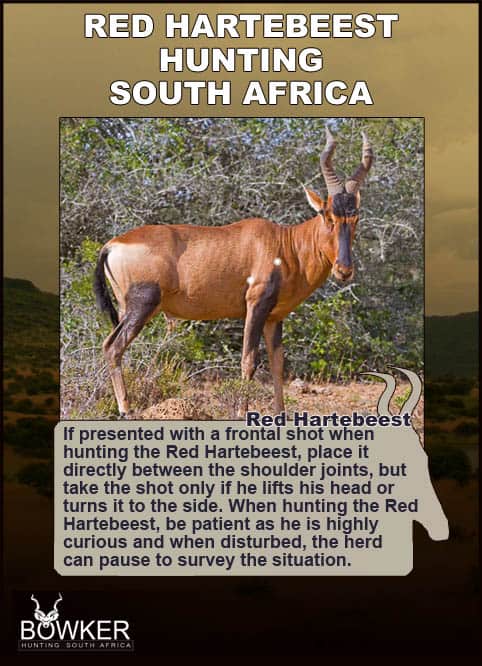 Red Hartebeest Hunting - All You Need to Know About Hartebeest Hunts 32 Shot placement and hunt tactics