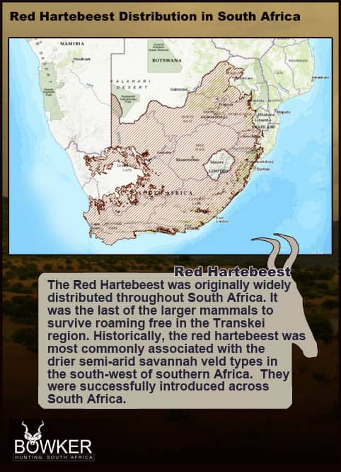 Red Hartebeest Hunting - All You Need to Know About Hartebeest Hunts 31 Red Hartebeest distribution in South Africa.
