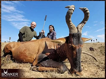 Trophy Hunting South Africa 200 Red Hartebeest trophy hunted in South Africa.