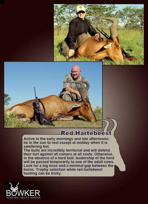 Red Hartebeest Hunting - All You Need to Know About Hartebeest Hunts 34 Red Hartebeest hunting in South Africa with Nick Bowker.