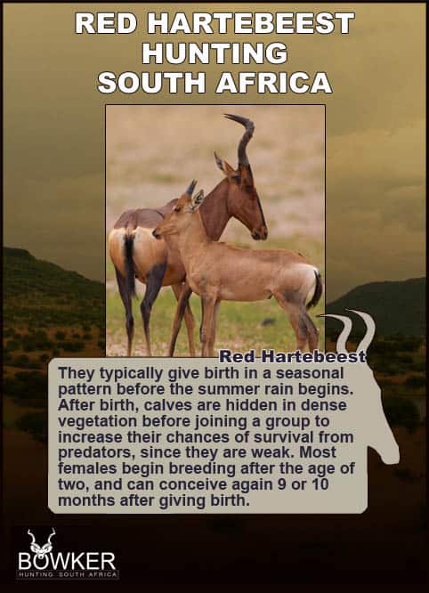 Red Hartebeest Hunting - All You Need to Know About Hartebeest Hunts 26 Red Hartebeest young