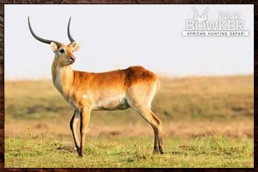 African Hunting Packages - Calculate Your Africa Safari Hunt Trip Cost 14 Sable,Red Lechwe, Nyala, and Waterbuck are the signature trophies in our $9000 big game package.