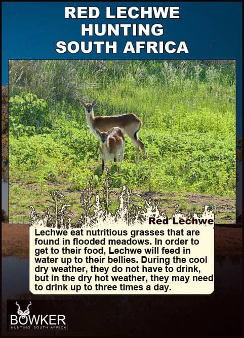 Red Lechwe Hunting. All You Need to Know About Lechwe Hunts 44 Red Lechwe in the grass. Lechwe eat nutritious grasses.